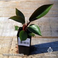 Philodendron Rojo Congo -GARDEN Shop apo rojo congo tubestock top