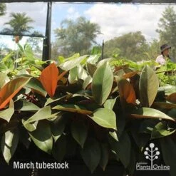 Philodendron Rojo Congo -GARDEN Shop apo rojo march