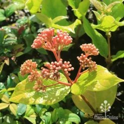 Rondeletia Amoena -GARDEN Shop apo rondeletia amoena buds july