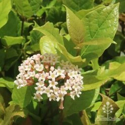 Rondeletia Amoena -GARDEN Shop apo rondeletia amoena flower leaf