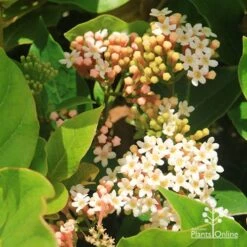 Rondeletia Amoena -GARDEN Shop apo rondeletia amoena flowers