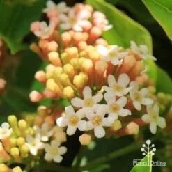 Rondeletia Amoena -GARDEN Shop apo rondeletia amoena flowers closeup