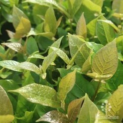 Rondeletia Amoena -GARDEN Shop apo rondeletia amoena foliage