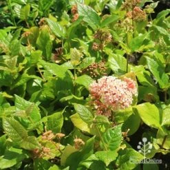 Rondeletia Amoena -GARDEN Shop apo rondeletia amoena plants