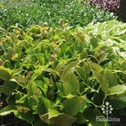 Rondeletia Amoena -GARDEN Shop apo rondeletia amoena tubestock plants