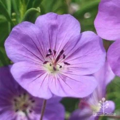Geranium Rozanne -GARDEN Shop apo roseanne geranium close