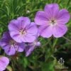 Geranium Rozanne 15 Geranium Rozanne -GARDEN Shop apo roseanne geranium group