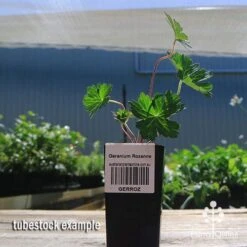 Geranium Rozanne -GARDEN Shop apo rozanne tubestock