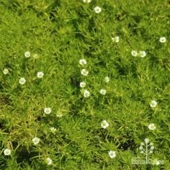 Sagina Subulata Aurea – Scotch Moss -GARDEN Shop apo sagina aurea flowers