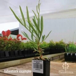 Grevillea Sandra Gordon -GARDEN Shop apo sandra gordon grevillea tubestock