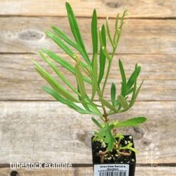 Grevillea Sandra Gordon -GARDEN Shop apo sandra gordon tubestock