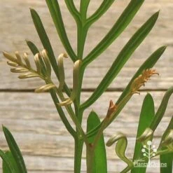 Grevillea Sandra Gordon -GARDEN Shop apo sandra gordon tubestock gold leaf