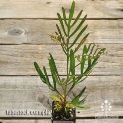 Grevillea Sandra Gordon -GARDEN Shop apo sandra gordon tubestock top