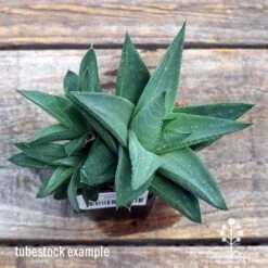 Haworthia Savanna - Succulent -GARDEN Shop apo savanna big size top