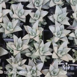 Haworthia Savanna - Succulent -GARDEN Shop apo savanna tubestocks