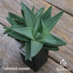 Haworthia Savanna - Succulent -GARDEN Shop apo savannah big size
