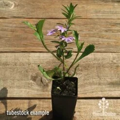 Scaevola Purple Fanfare - Fan Flower -GARDEN Shop apo scaevola fanfare tubestock flowering