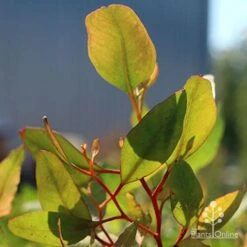 Eucalyptus Summer Scentsation - Flowering Gum 11 Eucalyptus Summer Scentsation - Flowering Gum -GARDEN Shop apo scentsation gum red stems