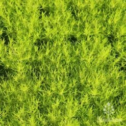 Sagina Subulata Aurea – Scotch Moss -GARDEN Shop apo scotch moss carpet