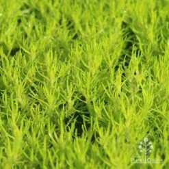 Sagina Subulata Aurea – Scotch Moss -GARDEN Shop apo scotch moss closeup