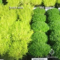 Sagina Subulata Aurea – Scotch Moss -GARDEN Shop apo scotch moss irish moss compare