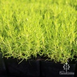 Sagina Subulata Aurea – Scotch Moss -GARDEN Shop apo scotch moss leaves