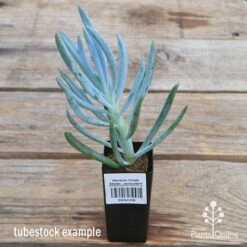 Senecio Chalk Sticks - Succulent 17 Senecio Chalk Sticks - Succulent -GARDEN Shop apo senecio chalk staicks tubestock current