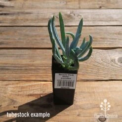 Senecio Chalk Sticks - Succulent 15 Senecio Chalk Sticks - Succulent -GARDEN Shop apo senecio chalk sticks tubestock