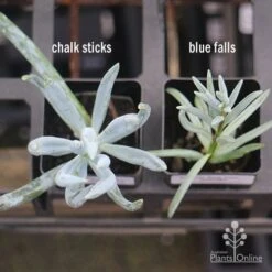 Senecio Chalk Sticks - Succulent 24 Senecio Chalk Sticks - Succulent -GARDEN Shop apo senecio chalk sticks v blue falls 1
