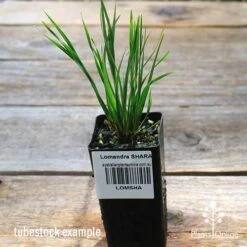 Lomandra SHARA 12 Lomandra SHARA -GARDEN Shop apo shara tubestock top