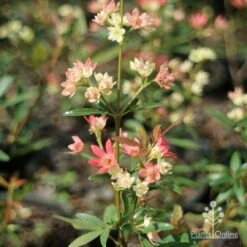Ceratopetalum Shiraz - Christmas Bush -GARDEN Shop apo shiraz ceratopetalum true flowers