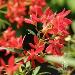 Ceratopetalum Shiraz - Christmas Bush -GARDEN Shop apo shiraz christmas bush flowers