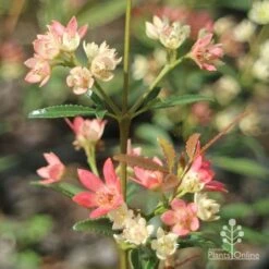Ceratopetalum Shiraz - Christmas Bush -GARDEN Shop apo shiraz christmas bush true flowers