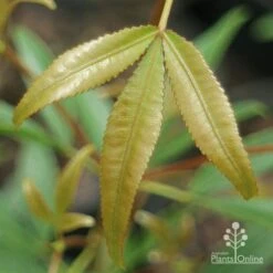 Ceratopetalum Shiraz - Christmas Bush -GARDEN Shop apo shiraz new leaf