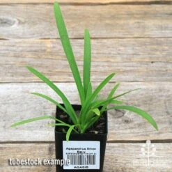 Agapanthus Silver Baby -GARDEN Shop apo silver baby tubestock