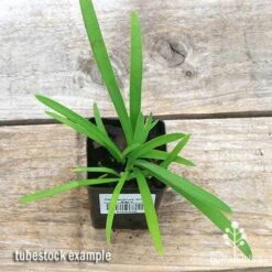 Agapanthus Silver Baby -GARDEN Shop apo silver baby tubestock top
