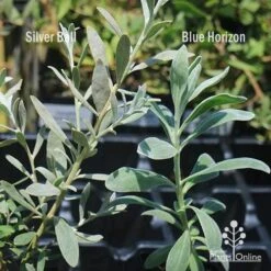 Eremophila Blue Horizon - Emu Bush -GARDEN Shop apo silver ball v blue horizon 1