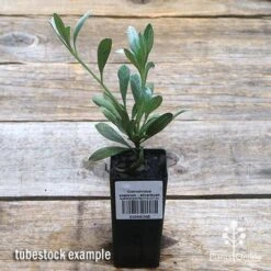 Convolvulus Cneorum - Silverbush -GARDEN Shop apo silverbush tubestock top