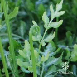Pteris - Slender Brake Fern -GARDEN Shop apo slender pteris curl