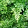 Pteris - Slender Brake Fern -GARDEN Shop apo slender pteris plants