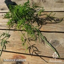 Pteris - Slender Brake Fern -GARDEN Shop apo slender pteris tubestock flat