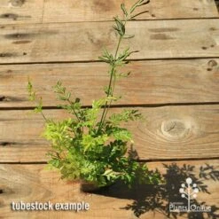 Pteris - Slender Brake Fern -GARDEN Shop apo slender pteris tubestock top