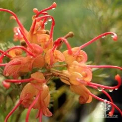 Grevillea Soopa Doopa -GARDEN Shop apo soopa doopa closeup