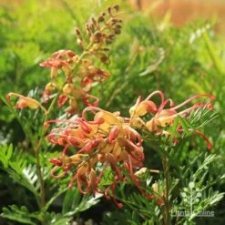 Grevillea Soopa Doopa -GARDEN Shop apo soopa doopa flower and bud