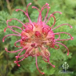 Grevillea Soopa Doopa -GARDEN Shop apo soopa doopa full open