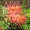 Grevillea Soopa Doopa 24 Grevillea Soopa Doopa -GARDEN Shop apo soopa doopa pair
