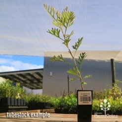 Grevillea Soopa Doopa -GARDEN Shop apo soopa doopa tubestock