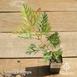 Grevillea Soopa Doopa -GARDEN Shop apo soopa doopa tubestock top