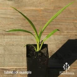 Spathoglottis Purple Haze - Native Orchid 5 Spathoglottis Purple Haze - Native Orchid -GARDEN Shop apo spathoglottis purple haze tubestock