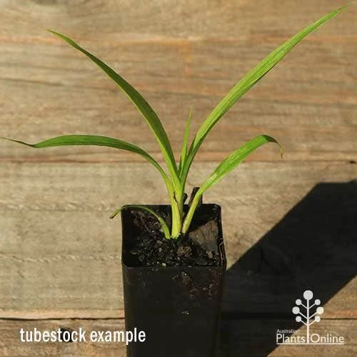 Spathoglottis Purple Haze - Native Orchid 3 Spathoglottis Purple Haze - Native Orchid - Image 3